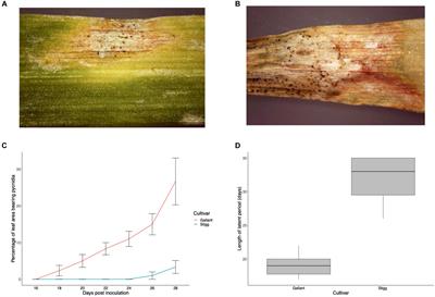 Taxonomically Restricted Wheat Genes Interact With Small Secreted Fungal Proteins and Enhance Resistance to Septoria Tritici Blotch Disease